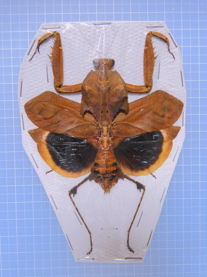 orange様 リクエスト 5点 まとめ商品