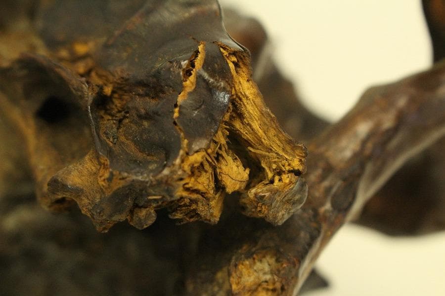 自然木 根木 奇木 置物(A917)