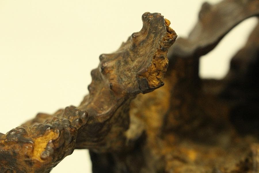 自然木 根木 奇木 置物(A917)