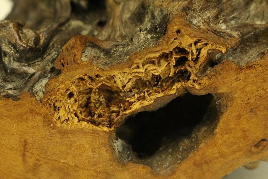 自然木 根木 奇木 置物(A917)