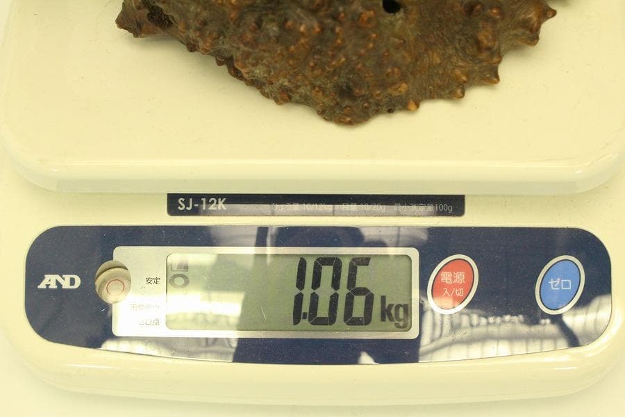 自然木 根木 奇木 置物(A917)