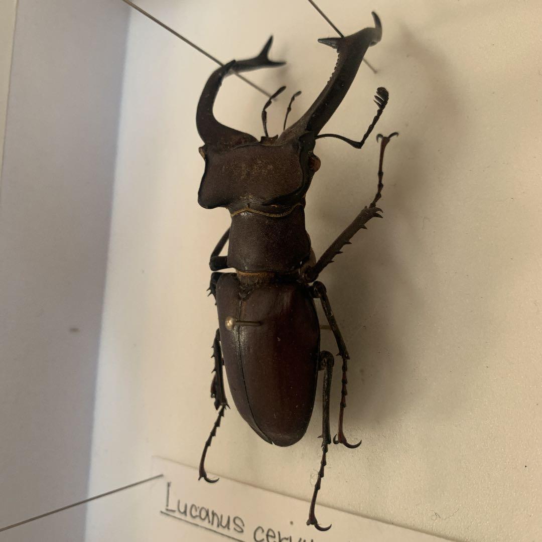 Ｌucanus cervus  judaicus 雄74㍉野外品