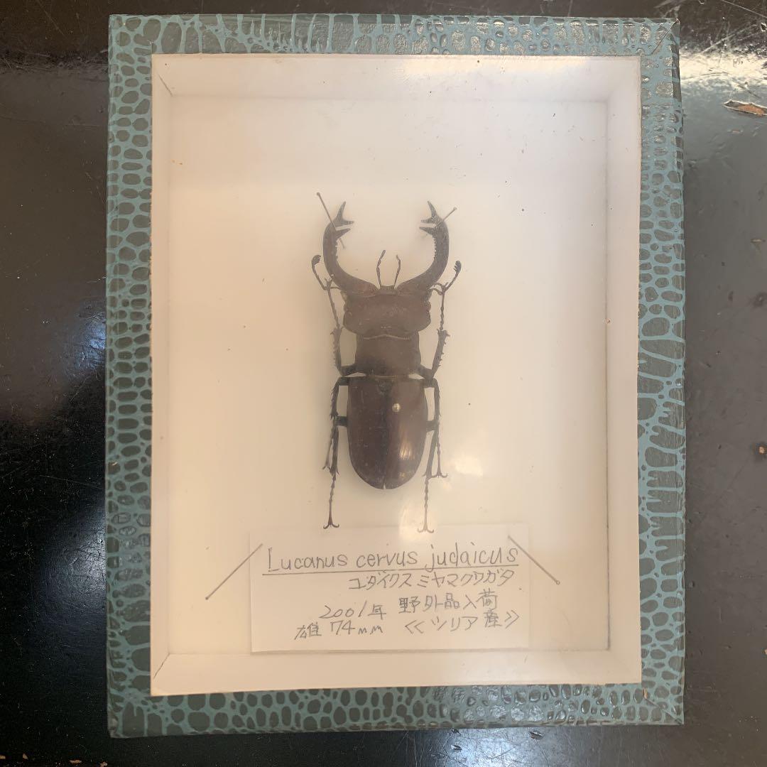 Ｌucanus cervus  judaicus 雄74㍉野外品