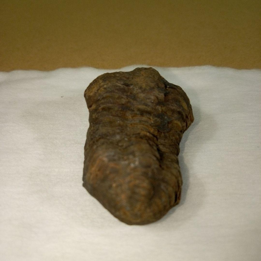 三葉虫　化石　三葉虫化石　究極のレトロ　fossil　ボリビア産　化石管理番号④