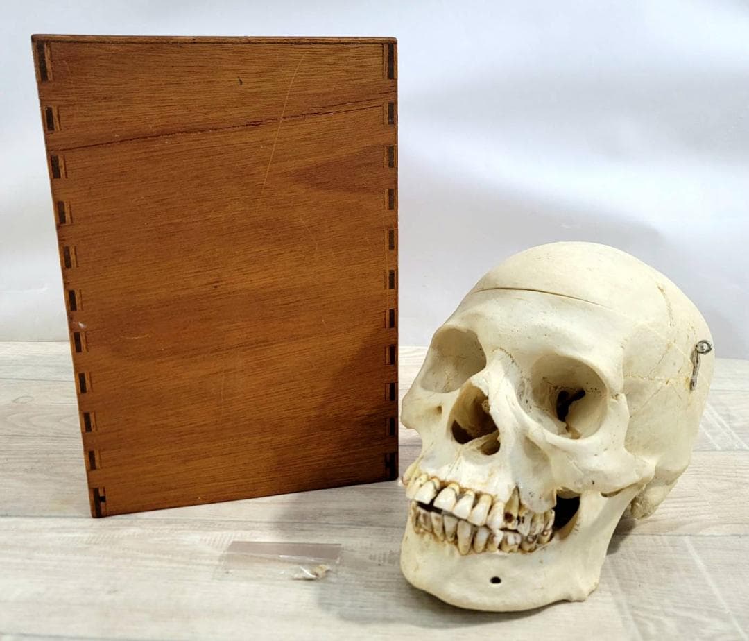 頭蓋骨 頭骨 骨格標本 人体模型 医療 医学 人類学 民俗学 アンティーク 呪物