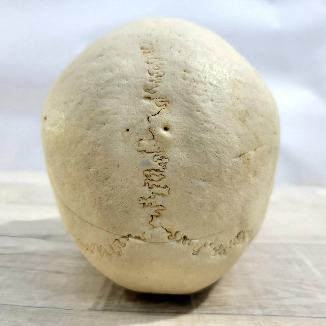 頭蓋骨 頭骨 骨格標本 人体模型 医療 医学 人類学 民俗学 アンティーク 呪物