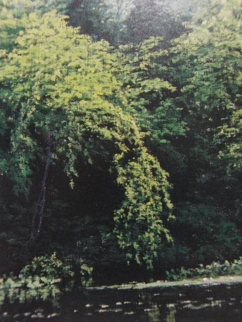 佐々木　友【睡蓮咲く】、希少画集画、状態良好、新品高級額装付