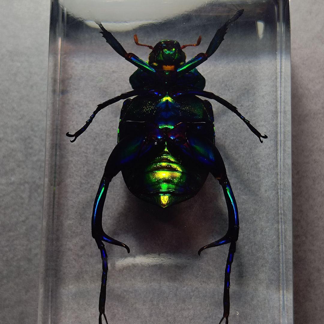 コガネムシ レジン封入標本