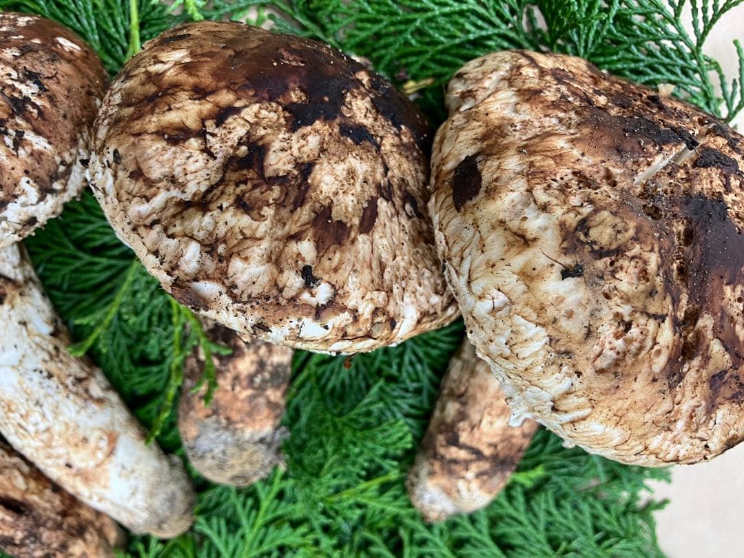 松茸　和歌山県冨貴産　松茸　約400g