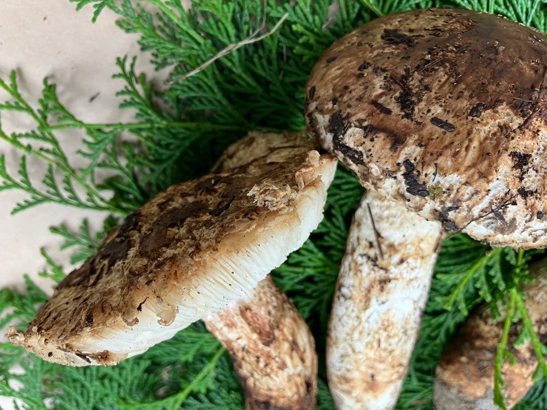 松茸　和歌山県冨貴産　松茸　約400g