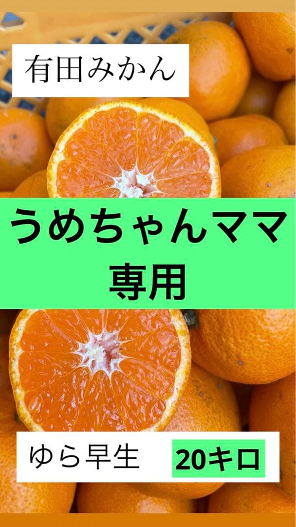 ゆら早生　20キロ