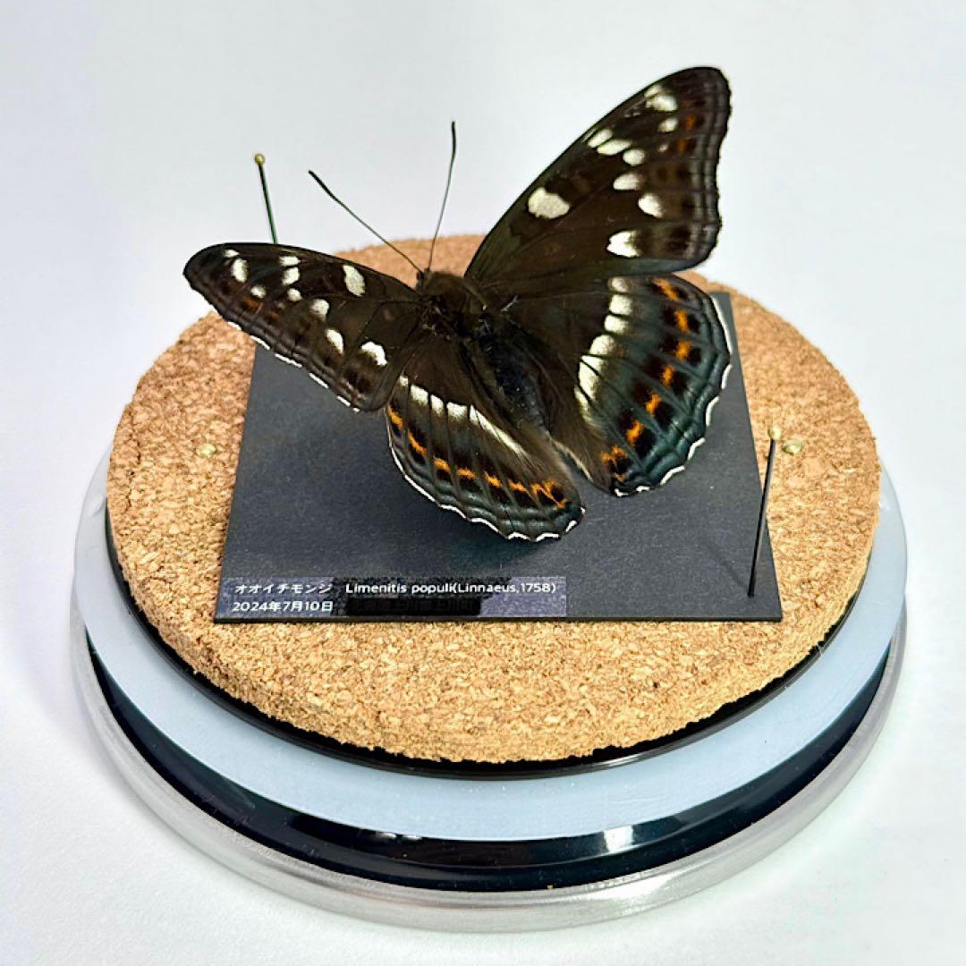 【立体標本】国産蝶　オオイチモンジ　ライブ標本