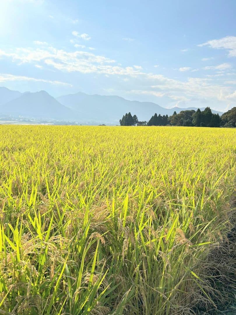 そら　R7年 自然栽培米 朝日米5kg玄米