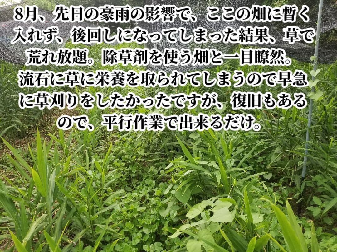 しらとり　古根生姜　5kg　期間限定価格