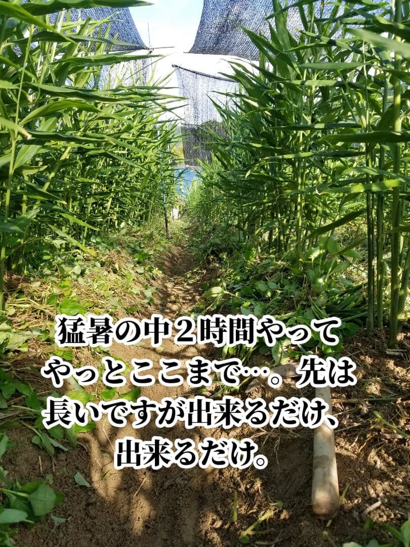 しらとり　古根生姜　5kg　期間限定価格