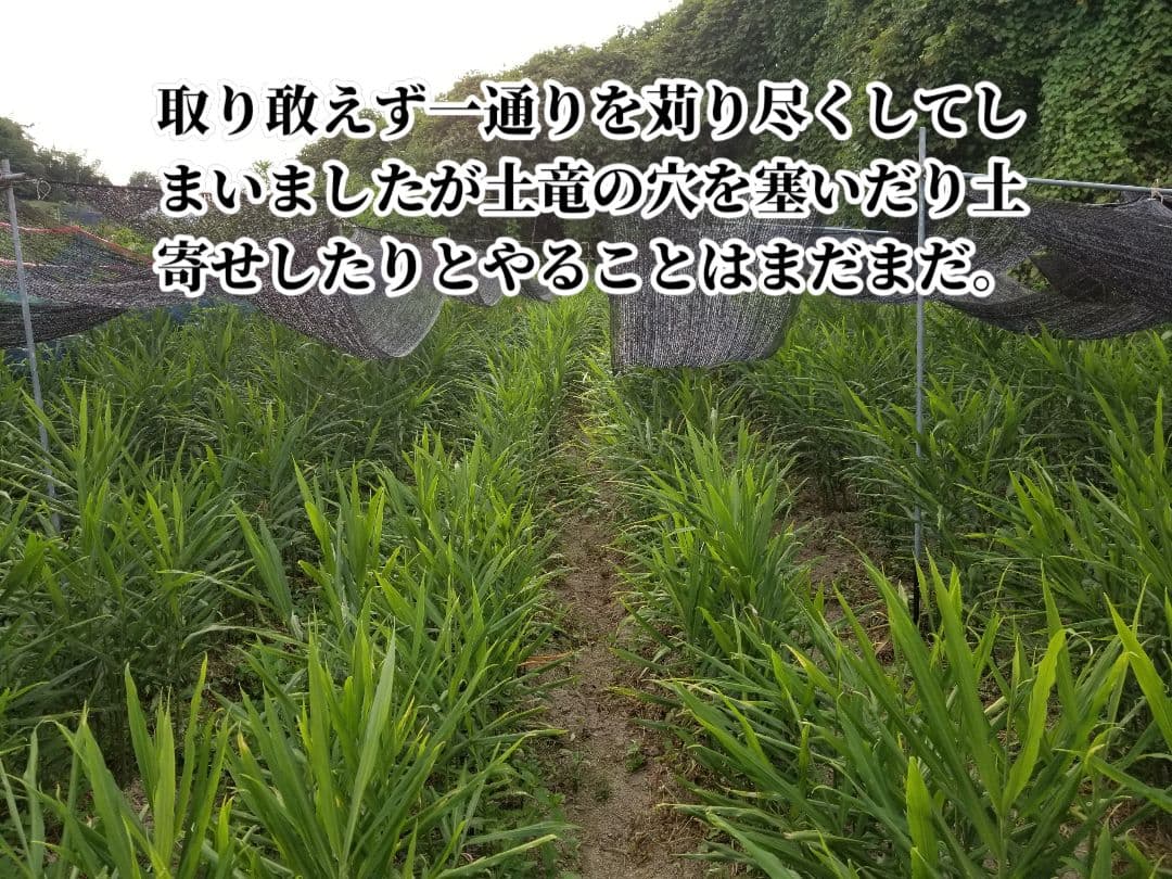 しらとり　古根生姜　5kg　期間限定価格