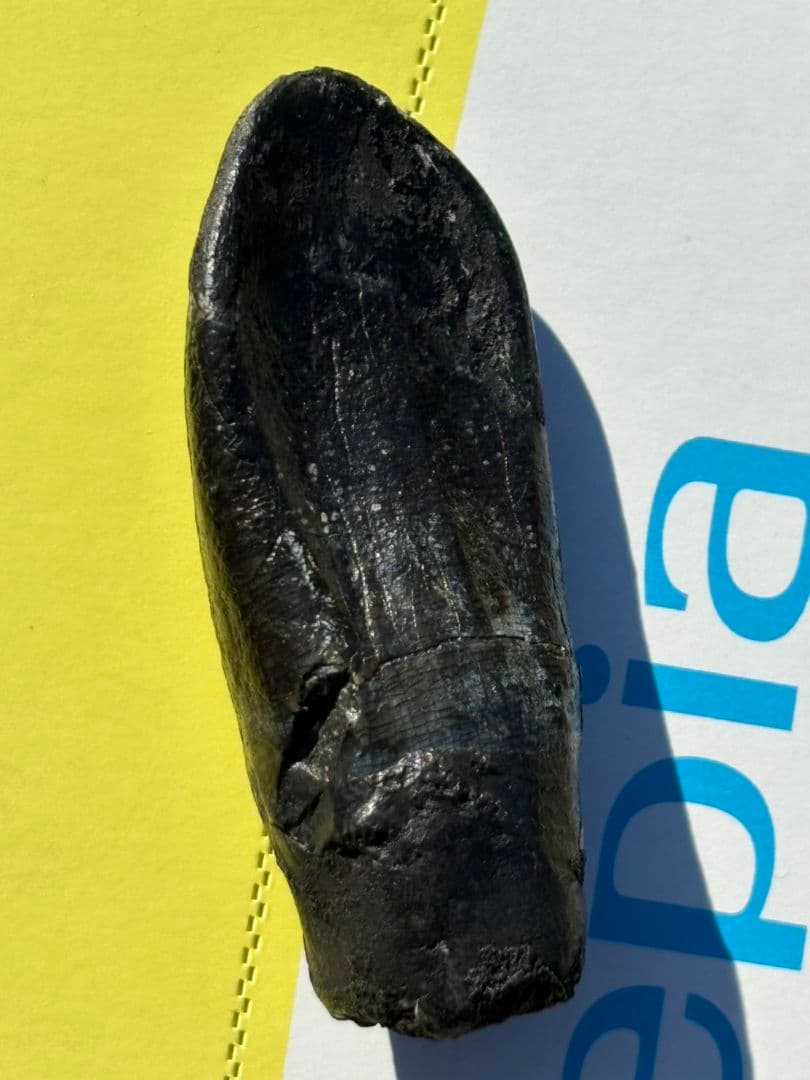 Camarasaurus 化石 後期ジュラ紀 モリソン層