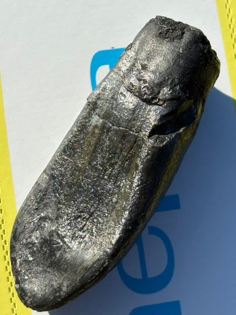 Camarasaurus 化石 後期ジュラ紀 モリソン層