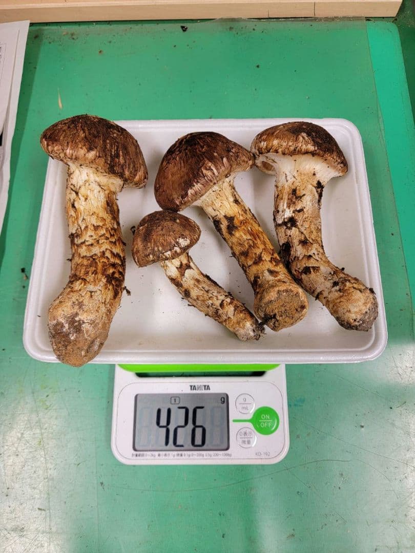送料込み　岩手県産松茸 426g