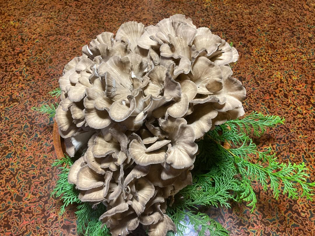 マイタケ　舞茸　チャフ　信州産　1560g