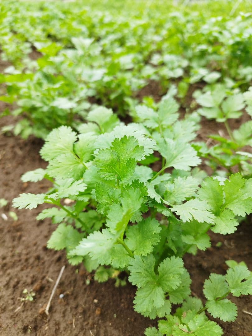 香菜/パクチー/千葉県産/約3kg入/業務用