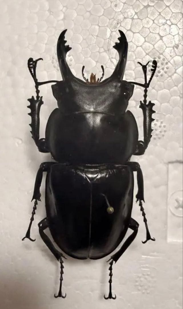 ヤエヤママルバネクワガタ大歯型