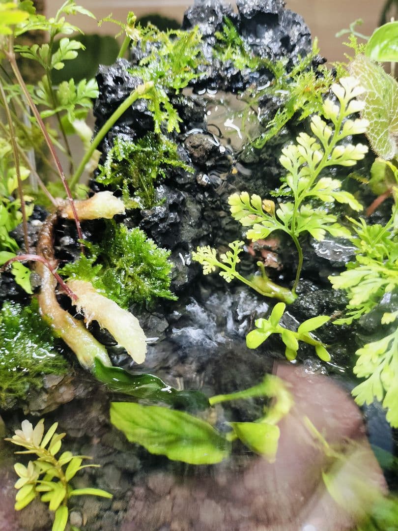 【rii】アクアテラリウム完成品_滝の流れる15cmキューブ水槽