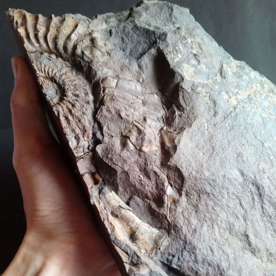 九州産　アンモナイト　プロテキサナイテス　超特大　希少　博物館展示級