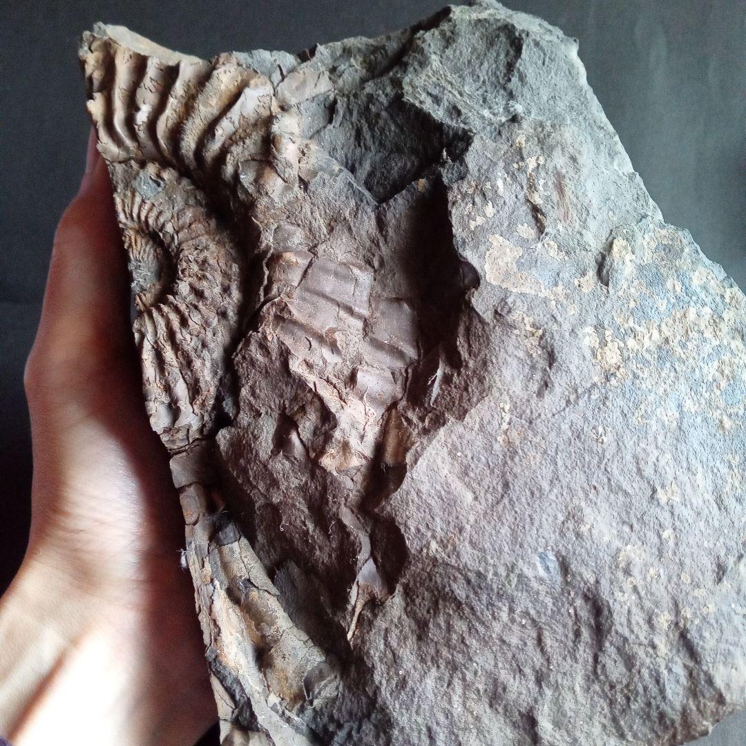 九州産　アンモナイト　プロテキサナイテス　超特大　希少　博物館展示級