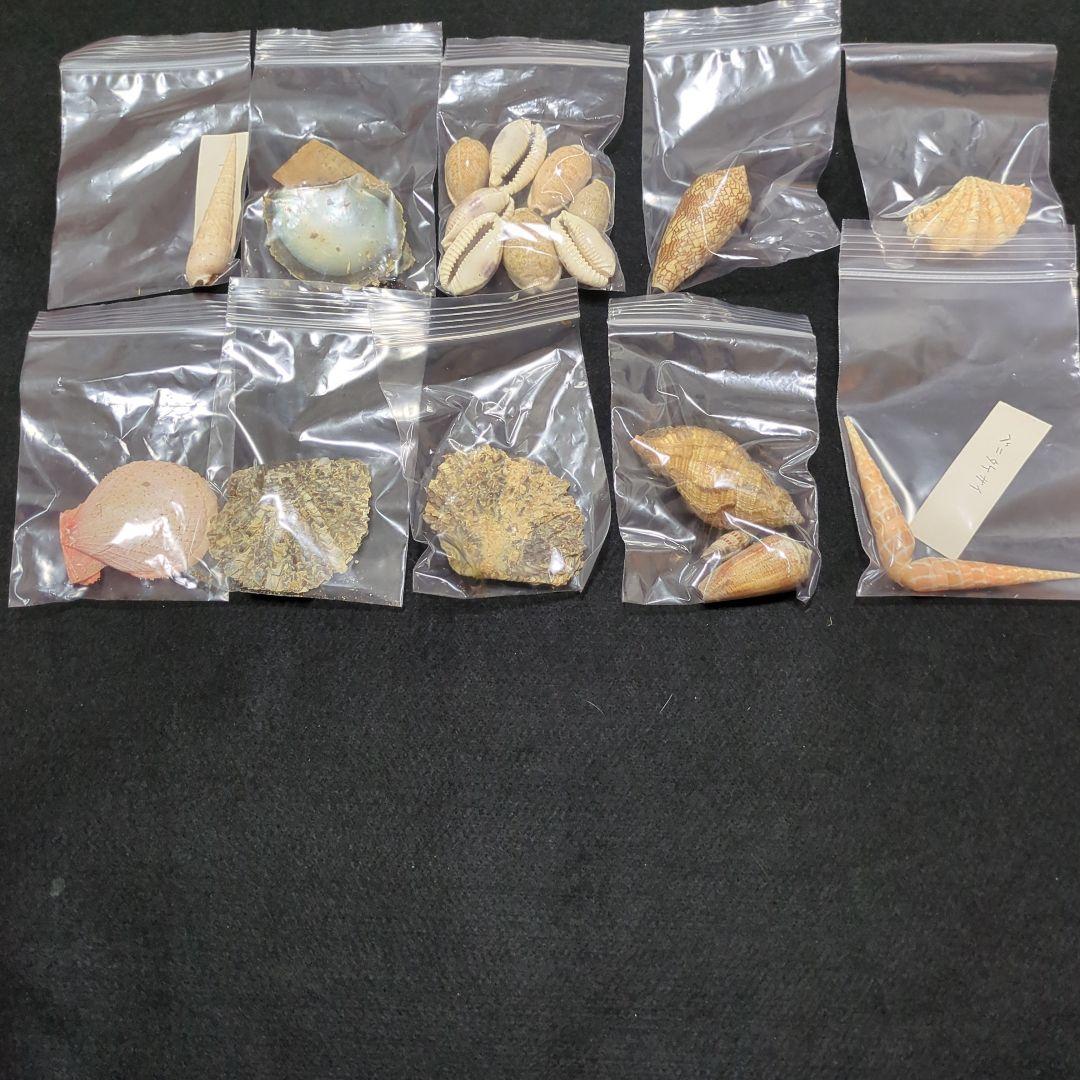 下*田様 貝殻　まとめ売り　（タカラ貝等々…）　標本