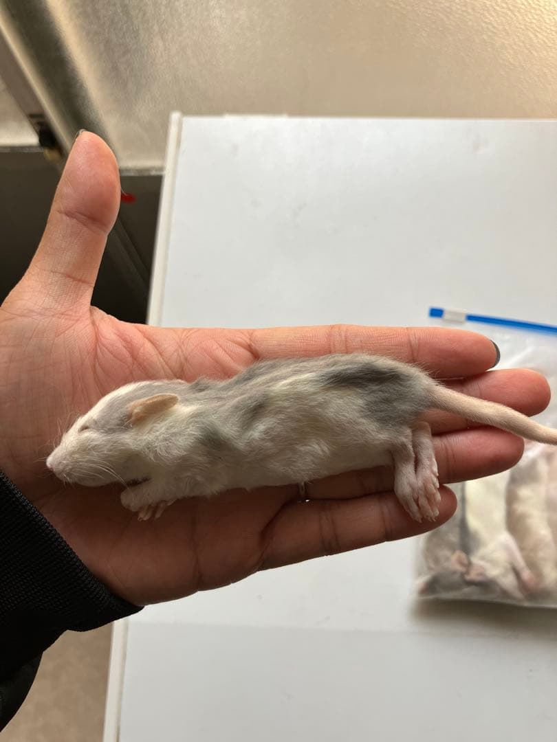 TN冷凍ラット 30~40g 40匹＋50~60g 30匹