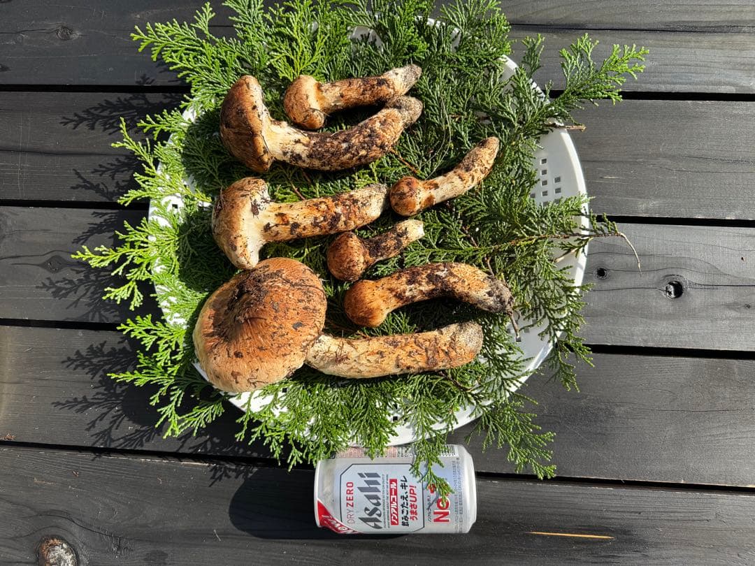 長野県信州伊那市10月20日9時取れたて570㌘￼