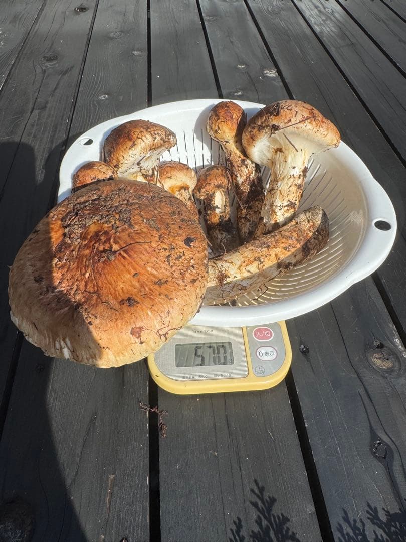 長野県信州伊那市10月20日9時取れたて570㌘￼