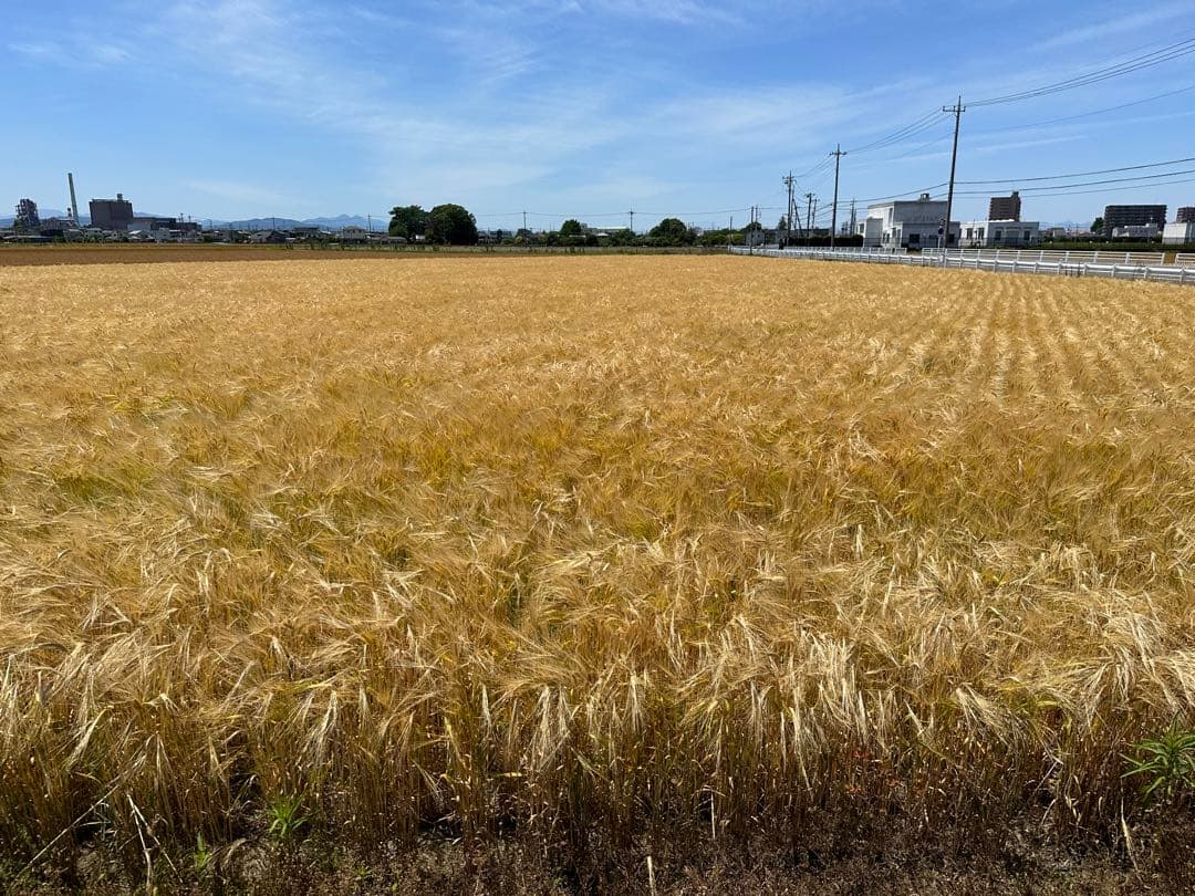 10kg 新麦　令和7年産　キラリモチ　もち麦　国産