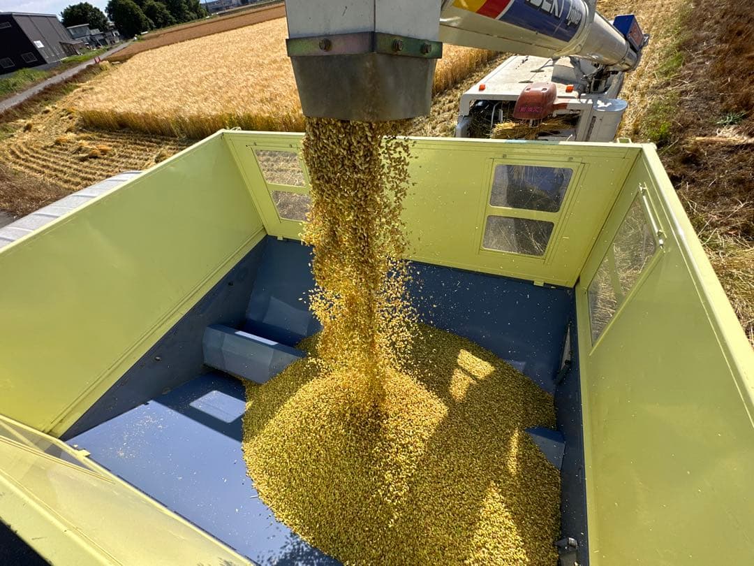 10kg 新麦　令和7年産　キラリモチ　もち麦　国産