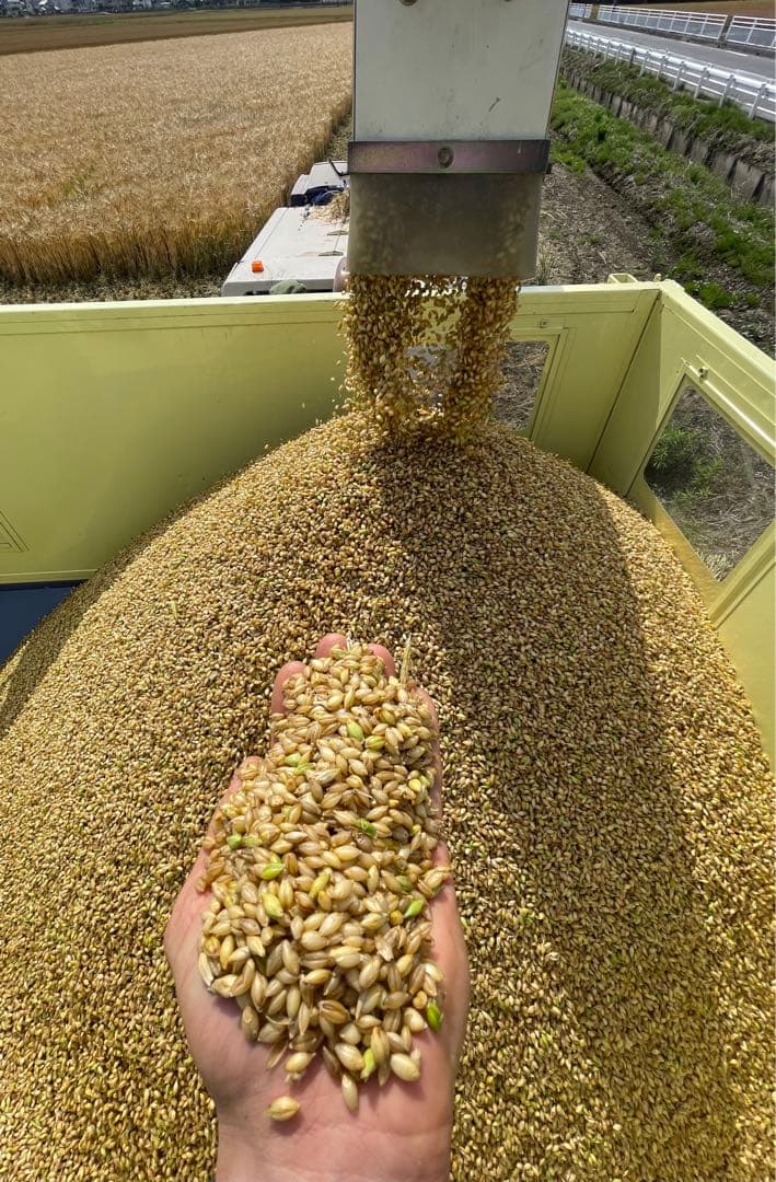 10kg 新麦　令和7年産　キラリモチ　もち麦　国産