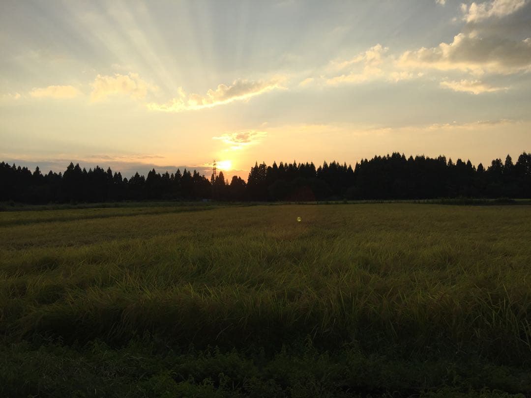 令和7年産新米＊農家力作⭐︎新潟とちおのコシヒカリ玄米風袋込25kg位特別栽培米