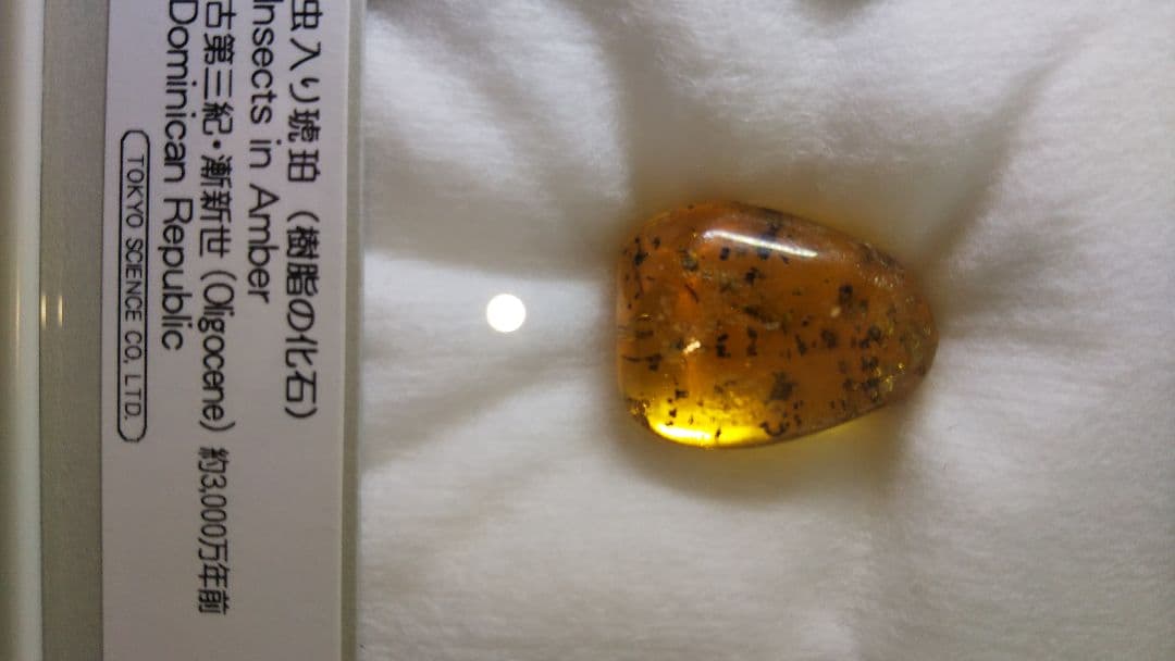 早い者勝ち 標本 虫入り琥珀 樹脂 古第三紀 斬新世 約3000年前 化石