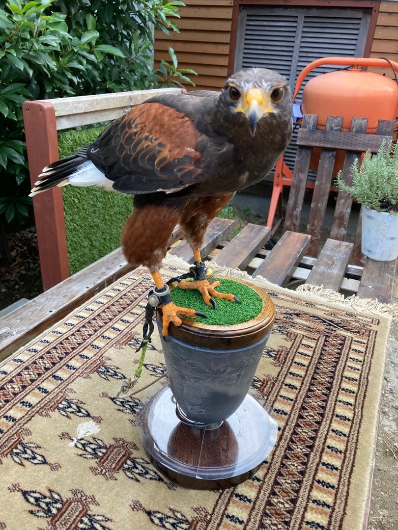 大型猛禽パーチＣ、　　　　　　　　　ファルコンブロック