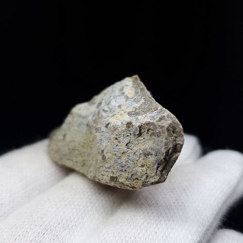 希少 ティラノサウルス 化石 骨 本物 アメリカ産 46.79mm tb105