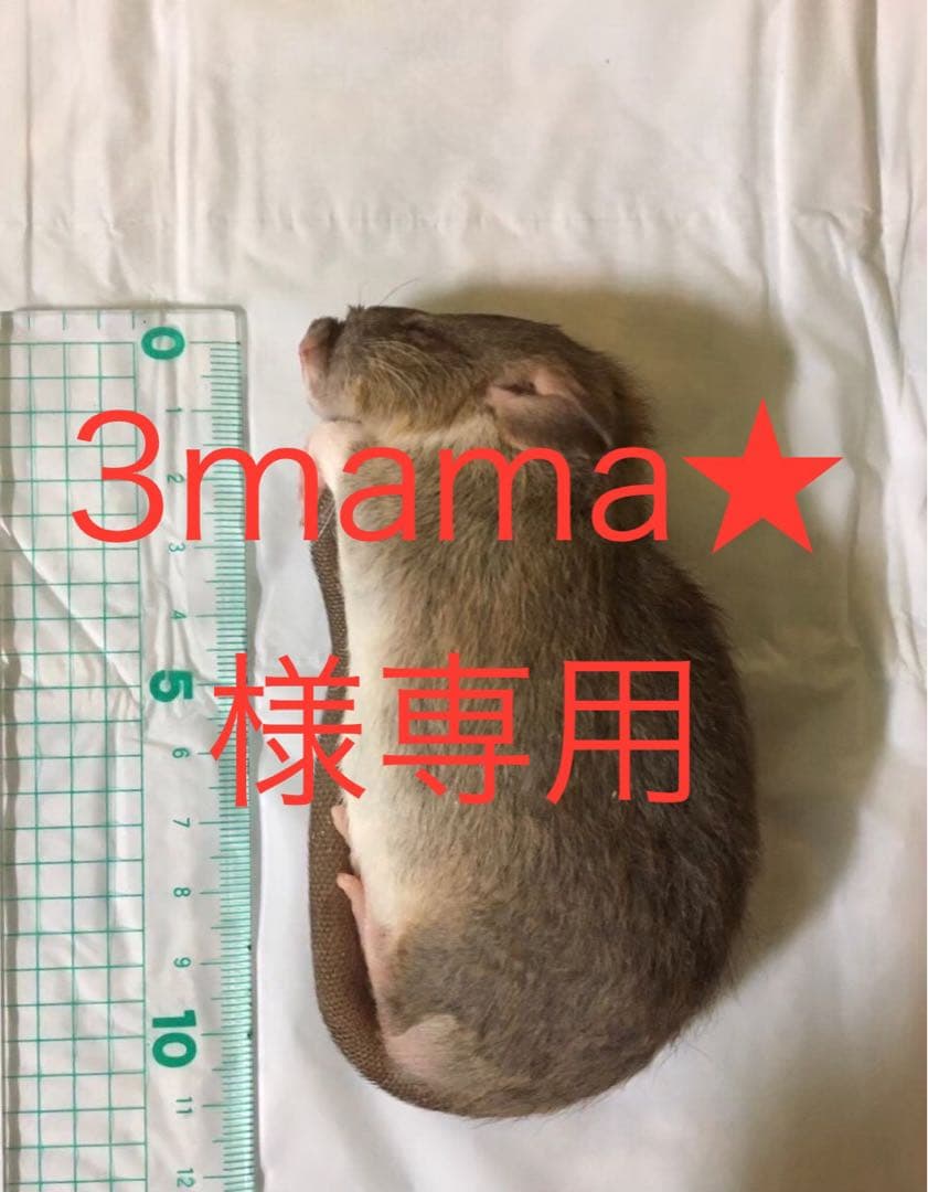 冷凍ML50 SM20 SS20 ADL20 PS50