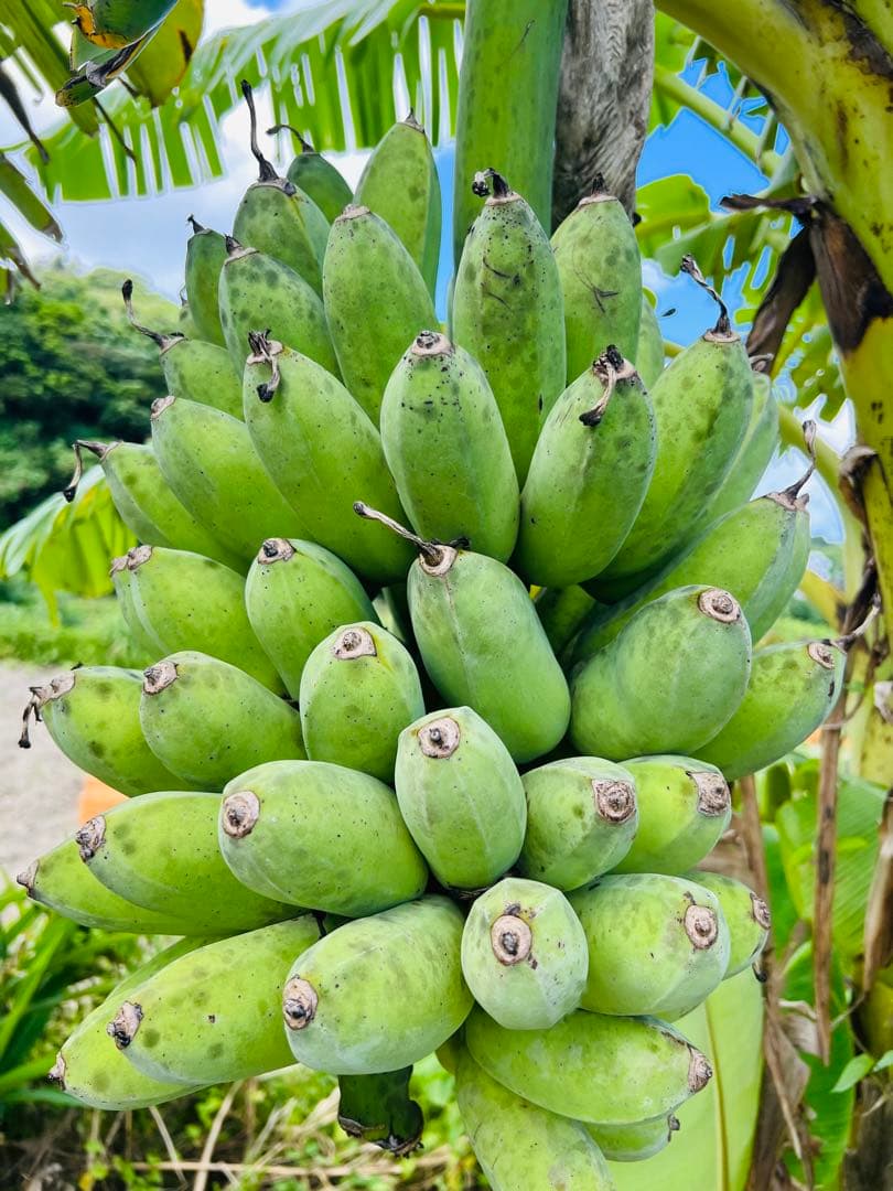 アップルバナナ 15kg以上20kg未満