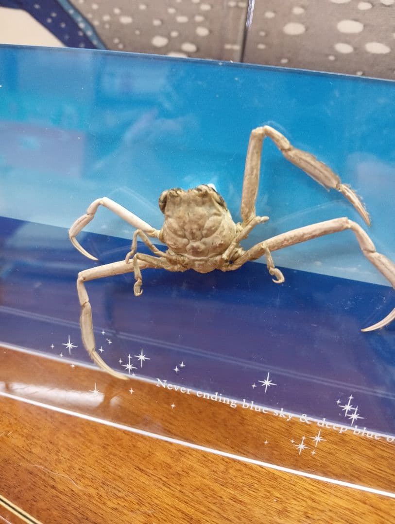 平家怨霊サムライ人面蟹稀少レアリアル立体リアル標本横幅３０Ｘ縦１０センチ置物