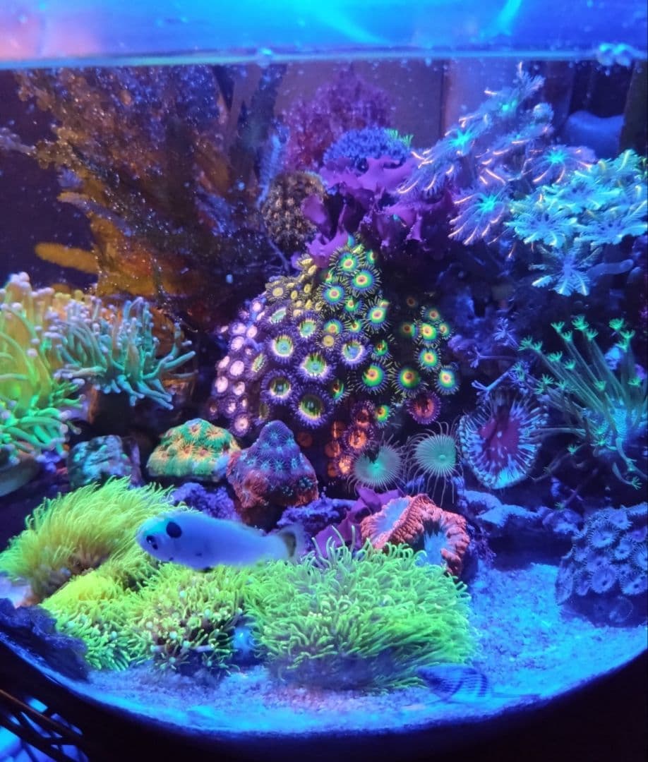 ZOOX Actinic RAYS Spectrum Blue LED　サンゴ