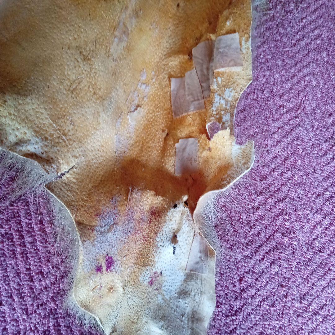 鹿の毛皮 壁掛け装飾