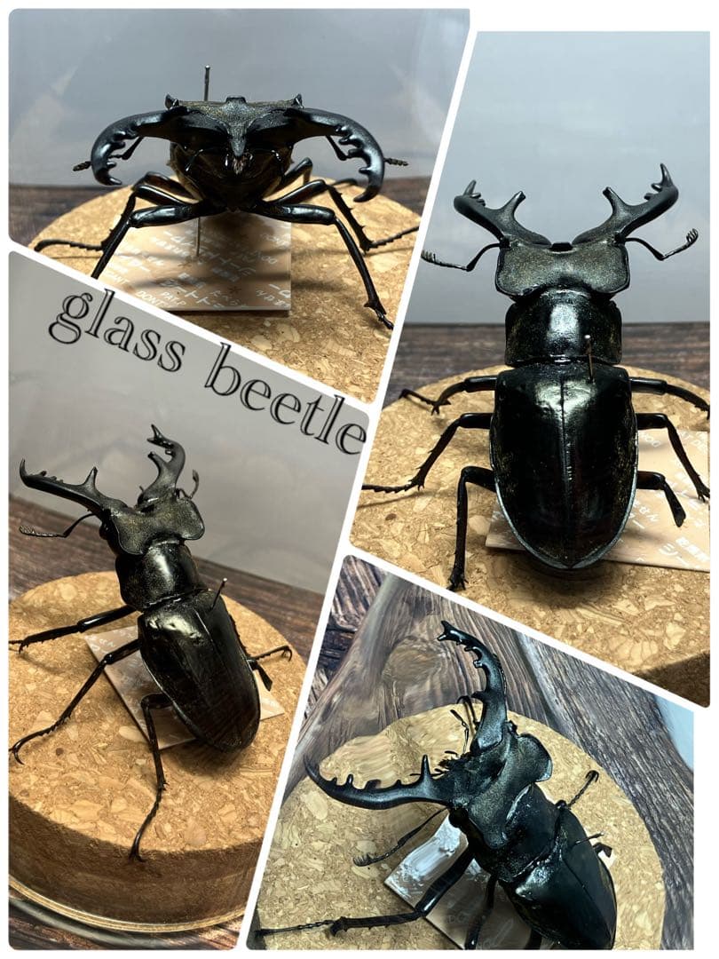 【Glass Beetleミヤマクワガタ標本 GB-005】