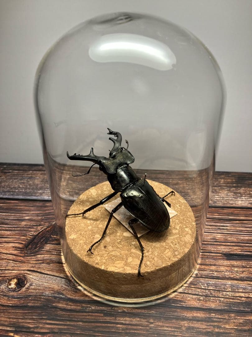 【Glass Beetleミヤマクワガタ標本 GB-005】