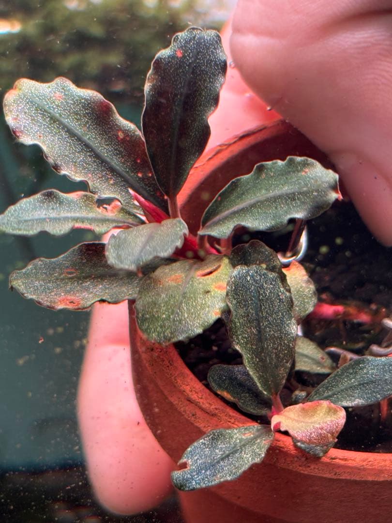 ブセファランドラ　バリエガータ　パウダー