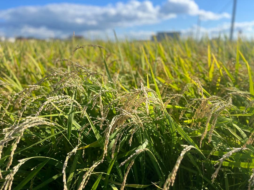 【令和7年度新米】近江米 ミルキークイーン 5kg +にじのきらめき5kg