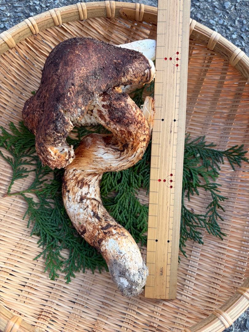 a*o様 【超特大】　　国産松茸　　350g 徳島県産